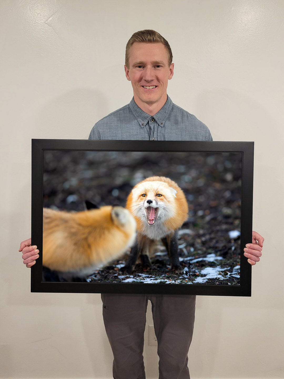 A framed red fox photograph on display