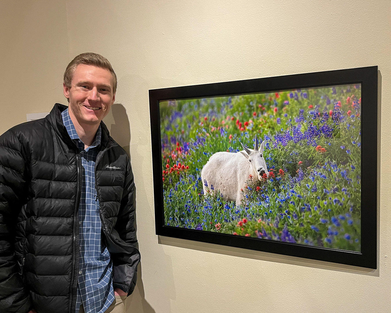 A framed mountain goat photograph on display