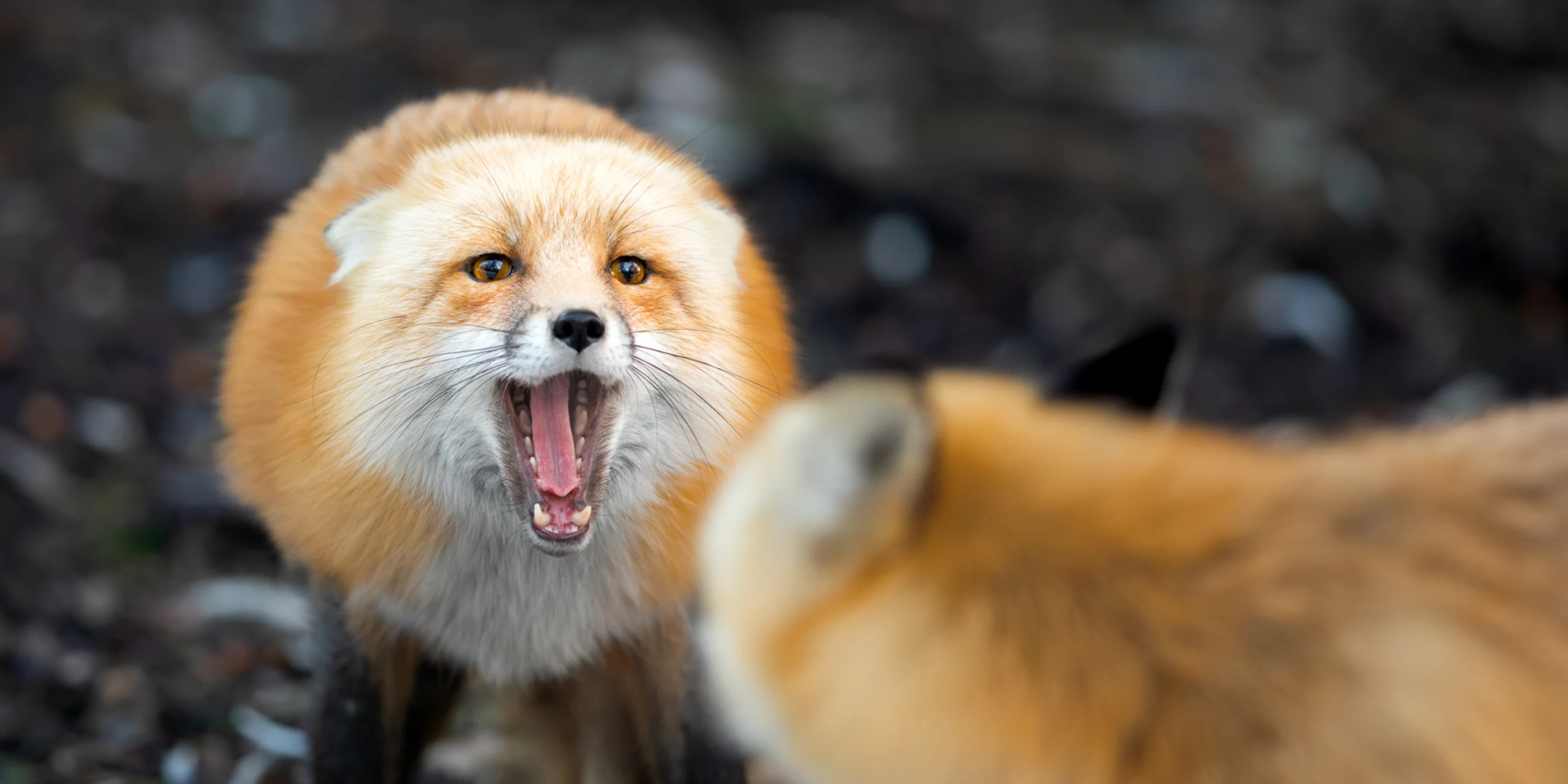 Two red foxes in a forest