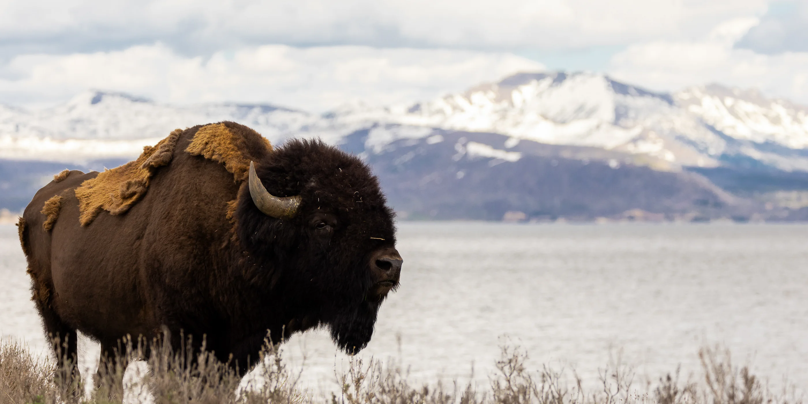 Bison in a snowy mountain landscape