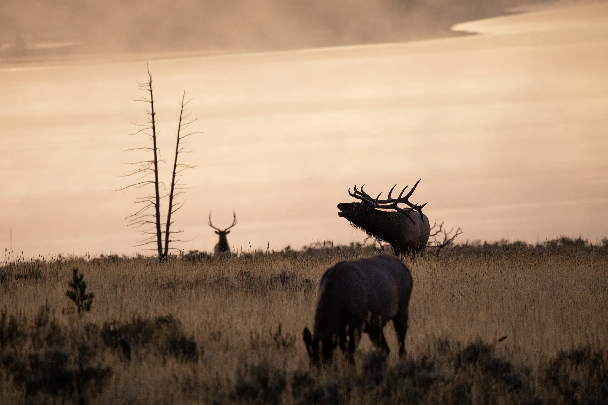 Elk bugling over a lake