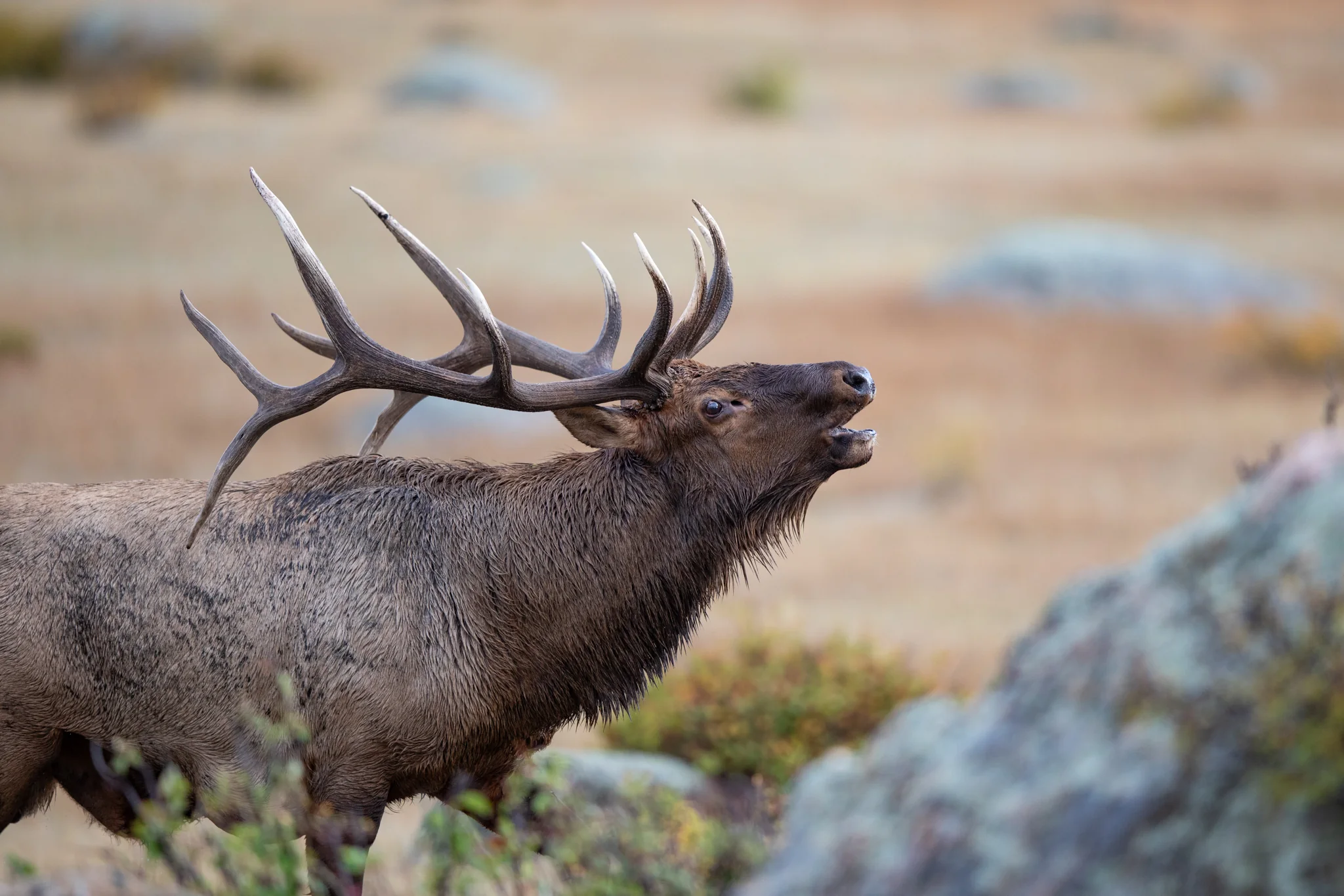 Elk bugling in a muddy meadow