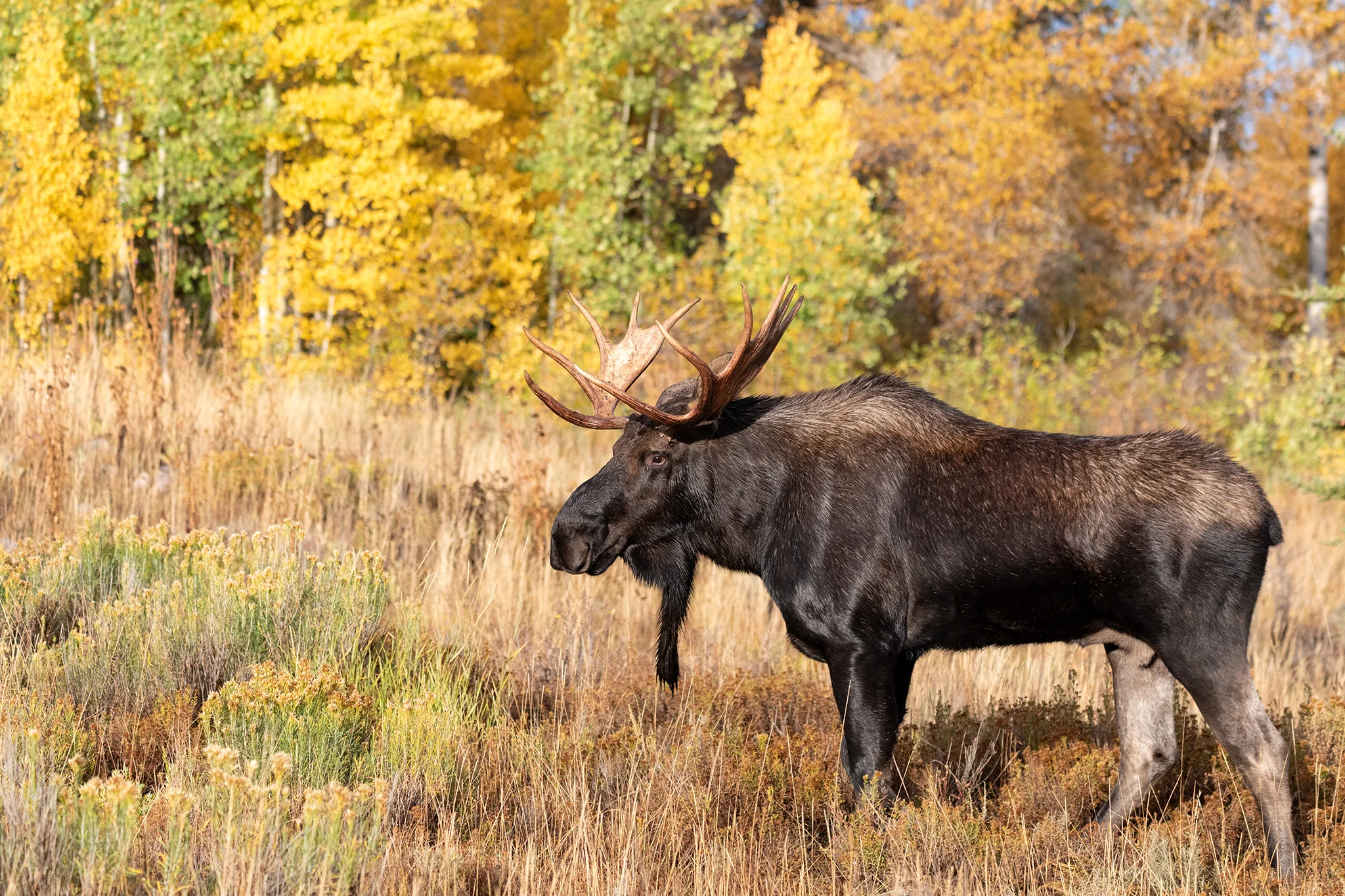 Moose surrounded by fall color